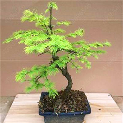 Hot Sale! 10 pcs Maple tree Bonsa, bonsai blue maple tree japanese maple Bonsa, plants for home garden and Balcony, Easy to Grow