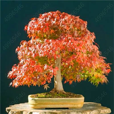 Hot Sale! 10 pcs Maple tree Bonsa, bonsai blue maple tree japanese maple Bonsa, plants for home garden and Balcony, Easy to Grow