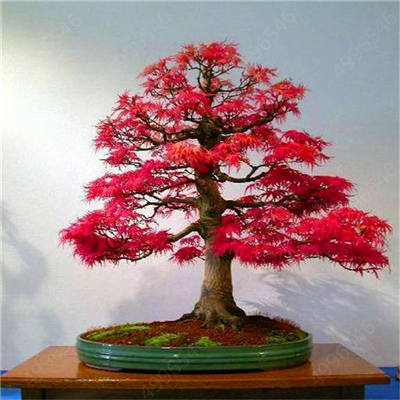 Hot Sale! 10 pcs Maple tree Bonsa, bonsai blue maple tree japanese maple Bonsa, plants for home garden and Balcony, Easy to Grow