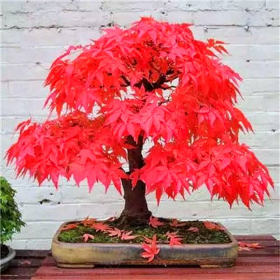 Hot Sale! 10 pcs Maple tree Bonsa, bonsai blue maple tree japanese maple Bonsa, plants for home garden and Balcony, Easy to Grow