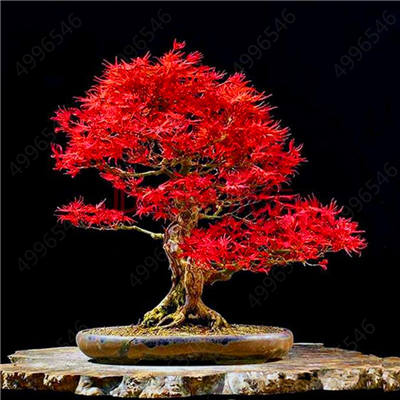 Hot Sale! 10 pcs Maple tree Bonsa, bonsai blue maple tree japanese maple Bonsa, plants for home garden and Balcony, Easy to Grow