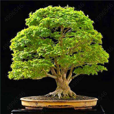 Hot Sale! 10 pcs Maple tree Bonsa, bonsai blue maple tree japanese maple Bonsa, plants for home garden and Balcony, Easy to Grow