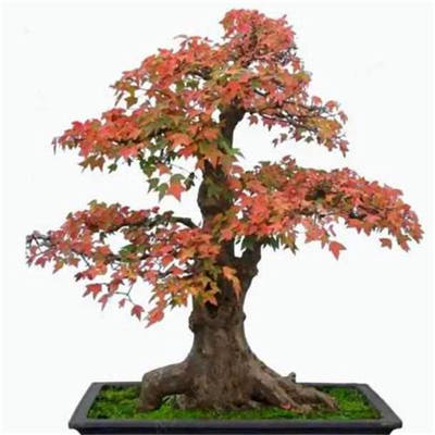 Hot Sale! 10 pcs Maple tree Bonsa, bonsai blue maple tree japanese maple Bonsa, plants for home garden and Balcony, Easy to Grow